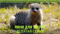 "Няни для зверят". Девятая серия
